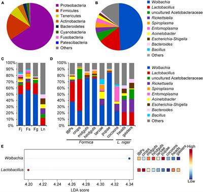 Lactic Acid Bacteria Are Prevalent in the Infrabuccal Pockets and Crops of Ants That Prefer Aphid Honeydew